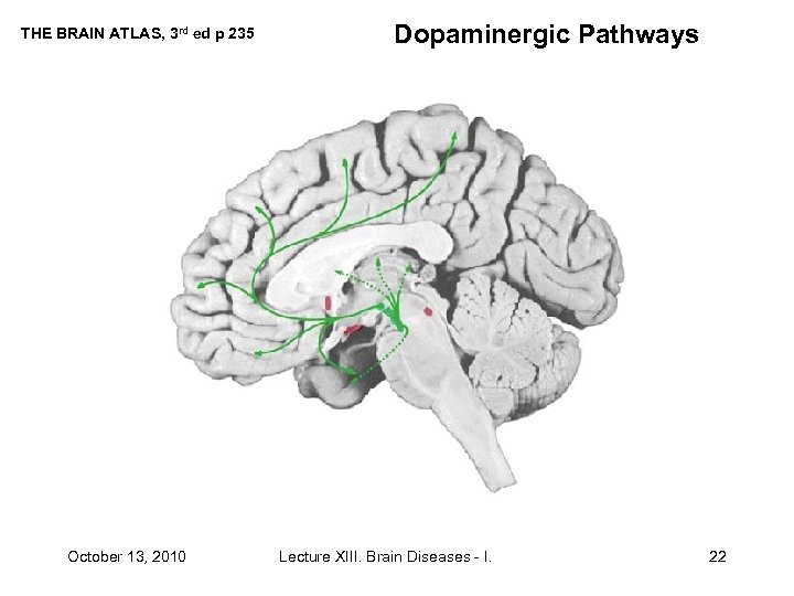 THE BRAIN ATLAS, 3 rd ed p 235 October 13, 2010 Dopaminergic Pathways Lecture