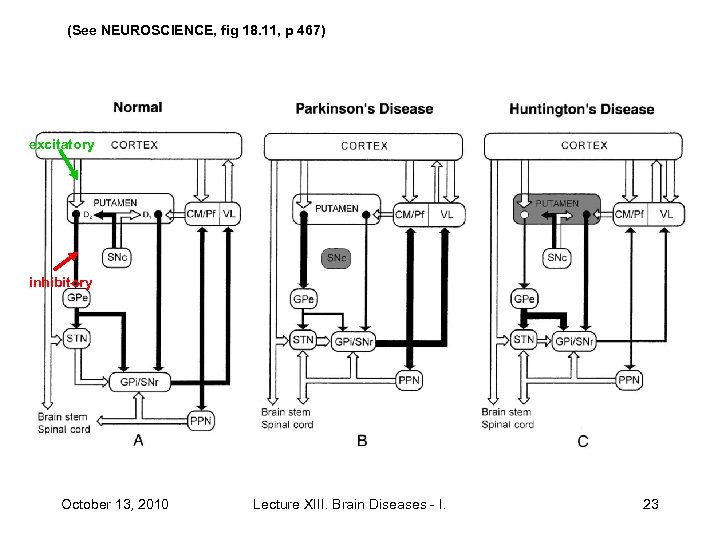 (See NEUROSCIENCE, fig 18. 11, p 467) excitatory inhibitory October 13, 2010 Lecture XIII.