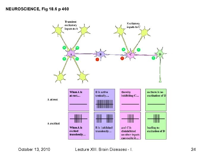 NEUROSCIENCE, Fig 18. 6 p 460 October 13, 2010 Lecture XIII. Brain Diseases -