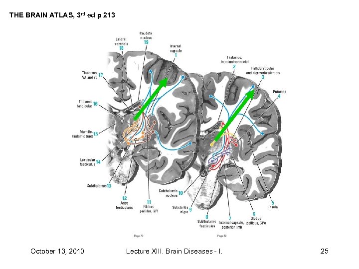 THE BRAIN ATLAS, 3 rd ed p 213 October 13, 2010 Lecture XIII. Brain