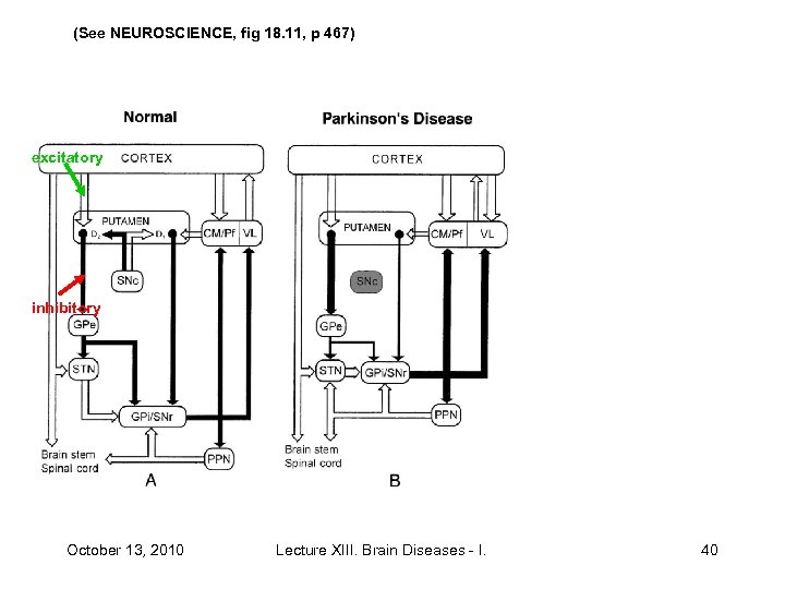 (See NEUROSCIENCE, fig 18. 11, p 467) excitatory inhibitory October 13, 2010 Lecture XIII.