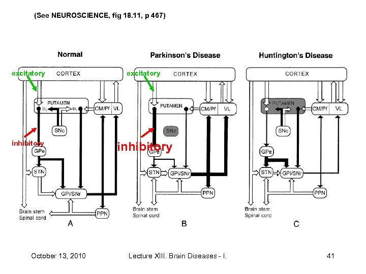 (See NEUROSCIENCE, fig 18. 11, p 467) excitatory inhibitory October 13, 2010 Lecture XIII.