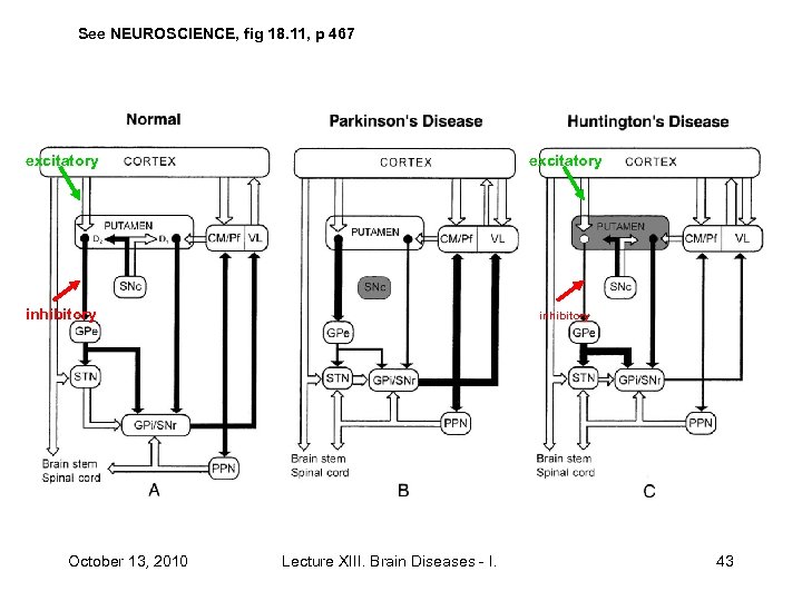 See NEUROSCIENCE, fig 18. 11, p 467 excitatory inhibitory October 13, 2010 Lecture XIII.