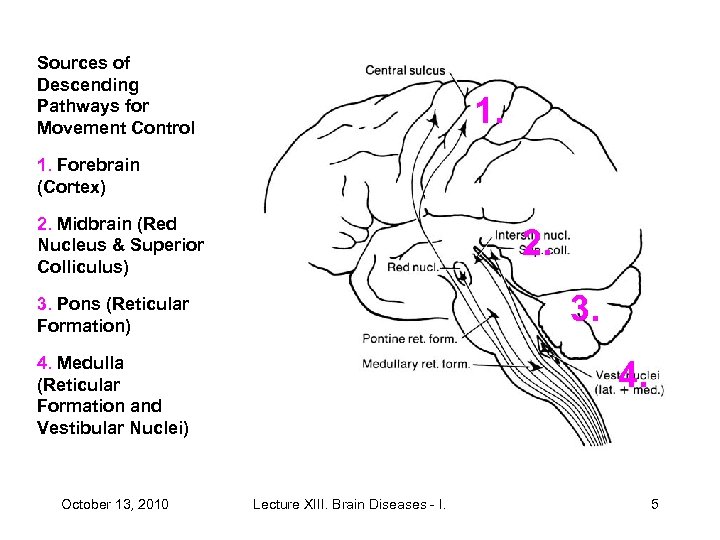 Sources of Descending Pathways for Movement Control 1. Forebrain (Cortex) 2. Midbrain (Red Nucleus