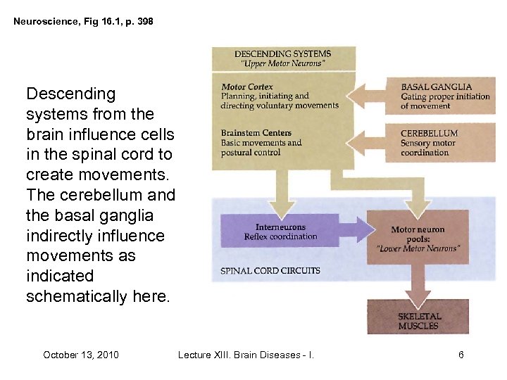 Neuroscience, Fig 16. 1, p. 398 Descending systems from the brain influence cells in