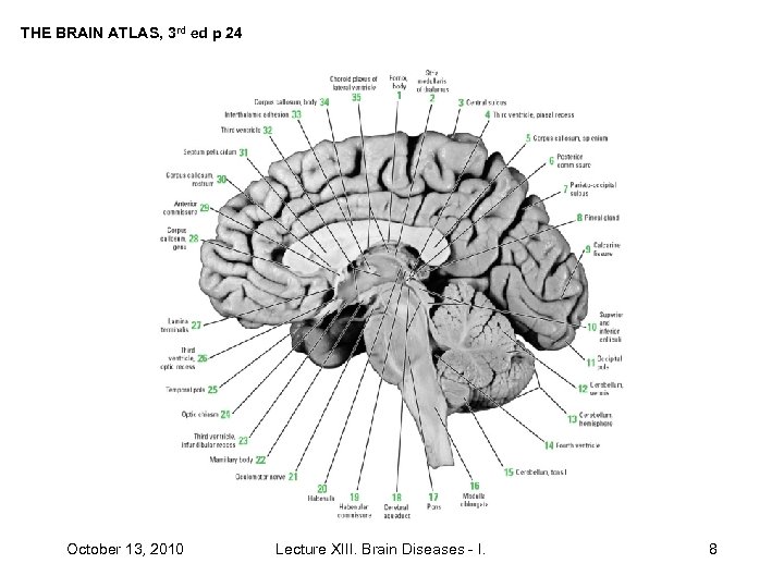 THE BRAIN ATLAS, 3 rd ed p 24 October 13, 2010 Lecture XIII. Brain