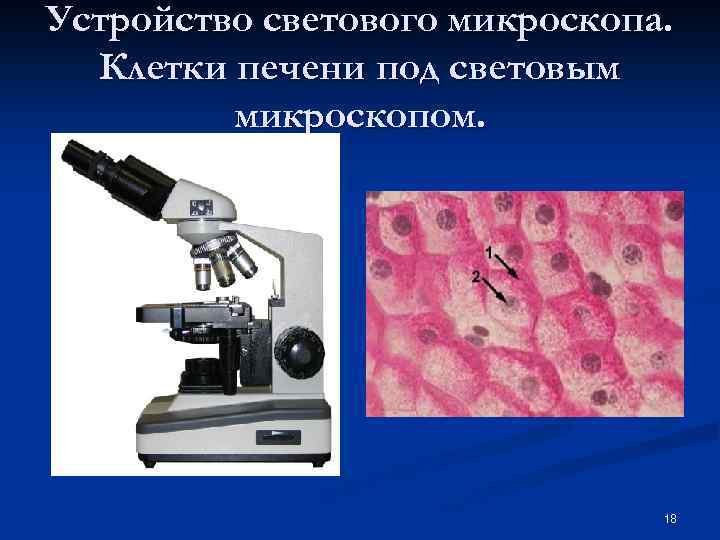 Устройство светового микроскопа. Клетки печени под световым микроскопом. 18 