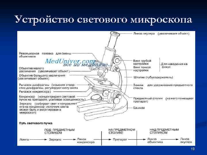 Устройство светового микроскопа 19 