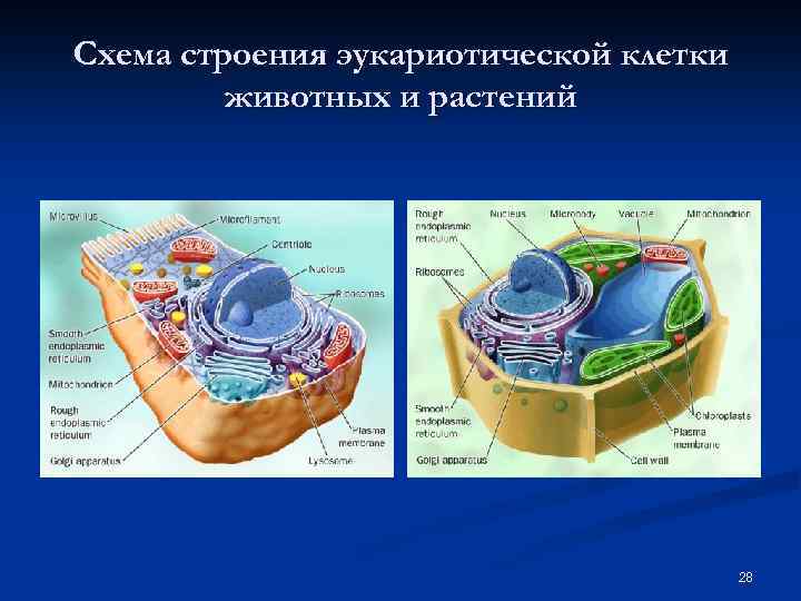 Схема строения эукариотической клетки животных и растений 28 