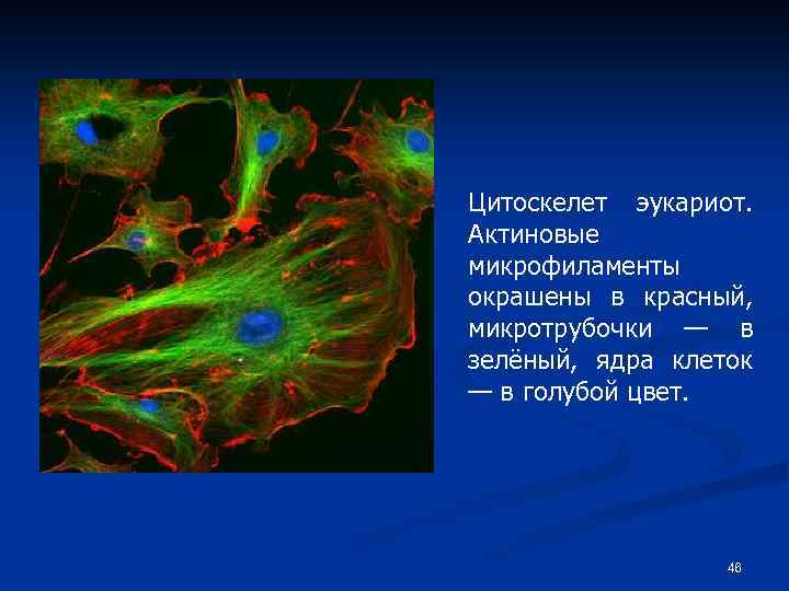 Цитоскелет эукариот. Актиновые микрофиламенты окрашены в красный, микротрубочки — в зелёный, ядра клеток —