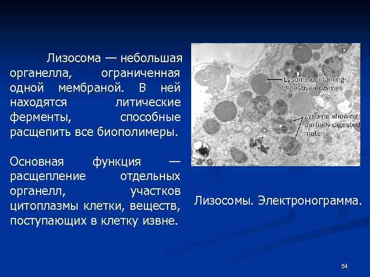 Местом образования лизосом является