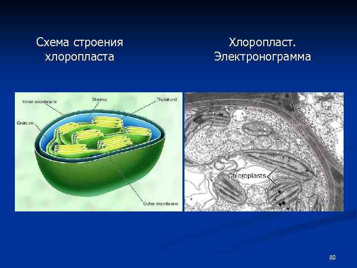 Схема строения хлоропласта Хлоропласт. Электронограмма 60 