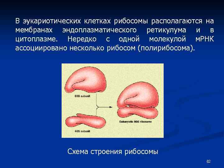В эукариотических клетках рибосомы располагаются на мембранах эндоплазматического ретикулума и в цитоплазме. Нередко с