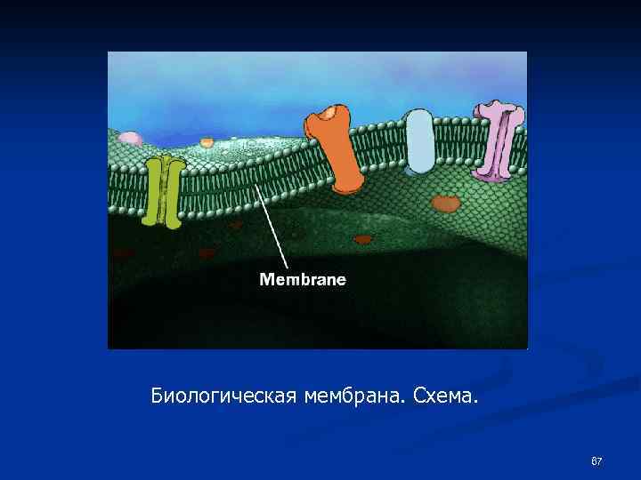Биологическая мембрана. Схема. 67 