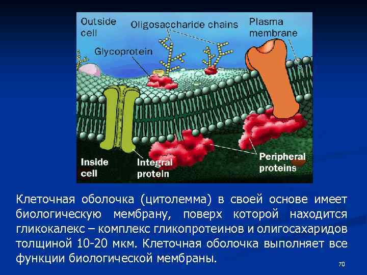 Клеточная оболочка (цитолемма) в своей основе имеет биологическую мембрану, поверх которой находится гликокалекс –