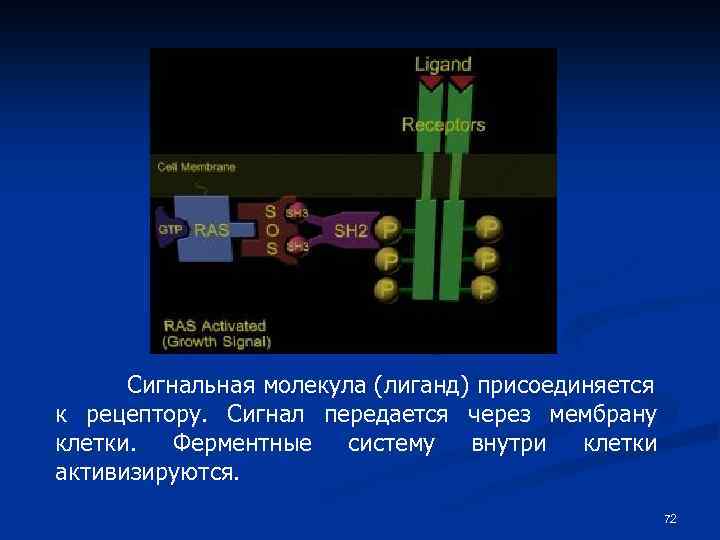 Сигнальная молекула (лиганд) присоединяется к рецептору. Сигнал передается через мембрану клетки. Ферментные систему внутри
