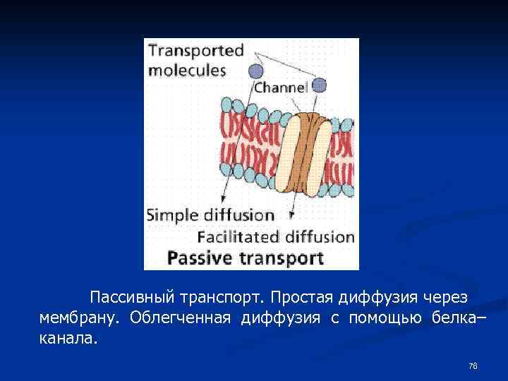 Пассивный транспорт. Простая диффузия через мембрану. Облегченная диффузия с помощью белка– канала. 76 