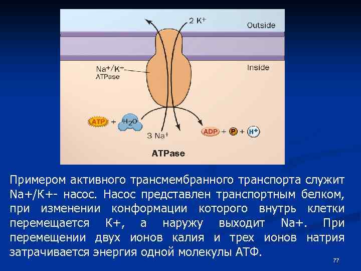 Примером активного трансмембранного транспорта служит Na+/К+- насос. Насос представлен транспортным белком, при изменении конформации
