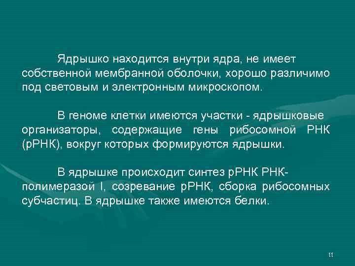 Ядрышко находится внутри ядра, не имеет собственной мембранной оболочки, хорошо различимо под световым и