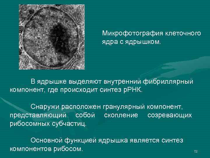 Микрофотография клеточного ядра с ядрышком. В ядрышке выделяют внутренний фибриллярный компонент, где происходит синтез