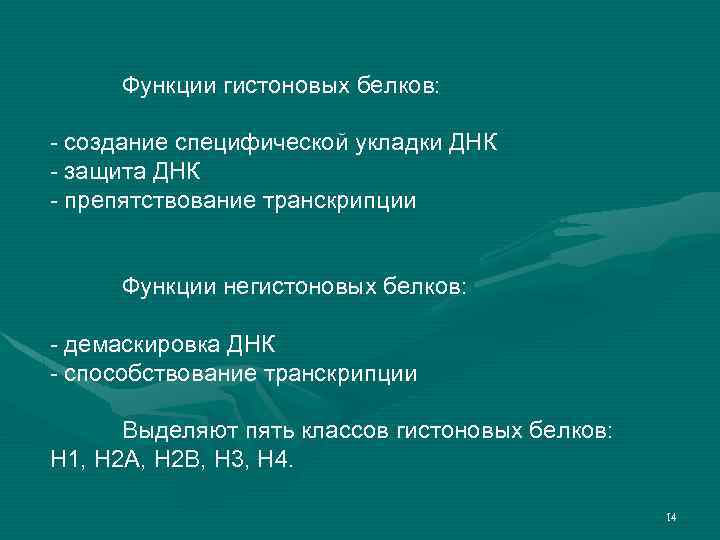Функции гистоновых белков: - создание специфической укладки ДНК - защита ДНК - препятствование транскрипции