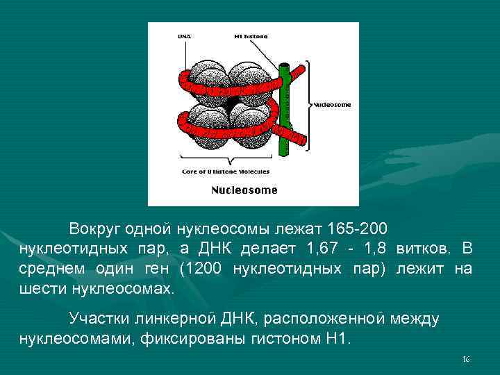 Молекулярные основы наследственности презентация