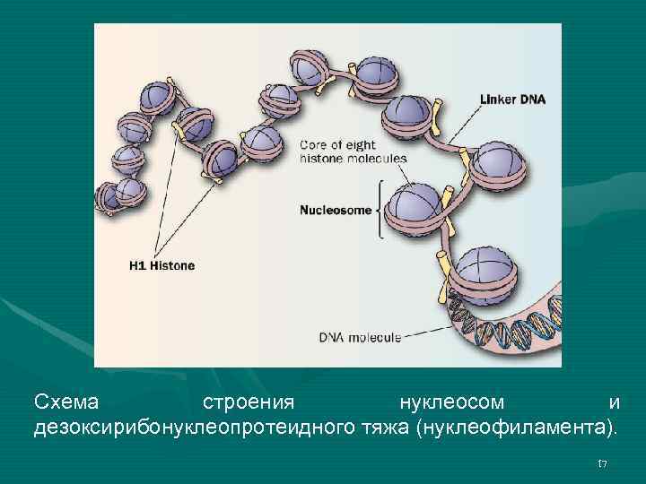 Схема строения нуклеосом и дезоксирибонуклеопротеидного тяжа (нуклеофиламента). 17 