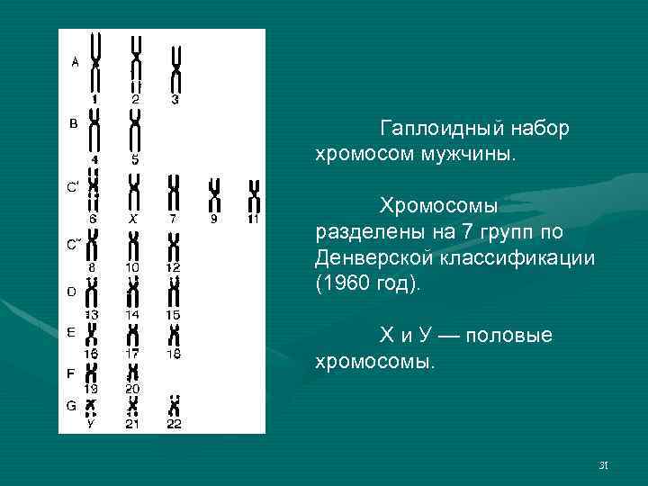 Гаплоидный набор хромосом мужчины. Хромосомы разделены на 7 групп по Денверской классификации (1960 год).