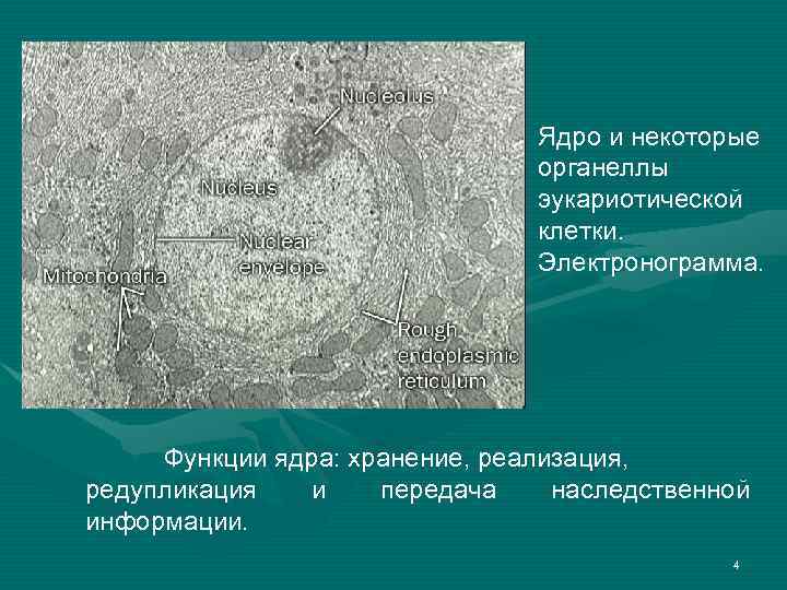 Ядро и некоторые органеллы эукариотической клетки. Электронограмма. Функции ядра: хранение, реализация, редупликация и передача