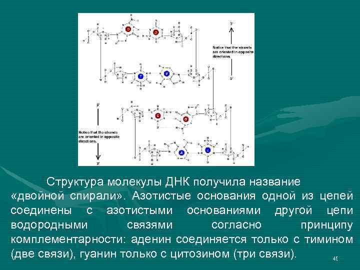 Структура молекулы ДНК получила название «двойной спирали» . Азотистые основания одной из цепей соединены