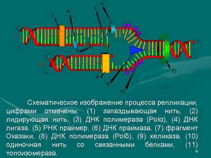 Молекулярные основы наследственности презентация