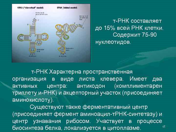 Молекулярные основы наследственности презентация