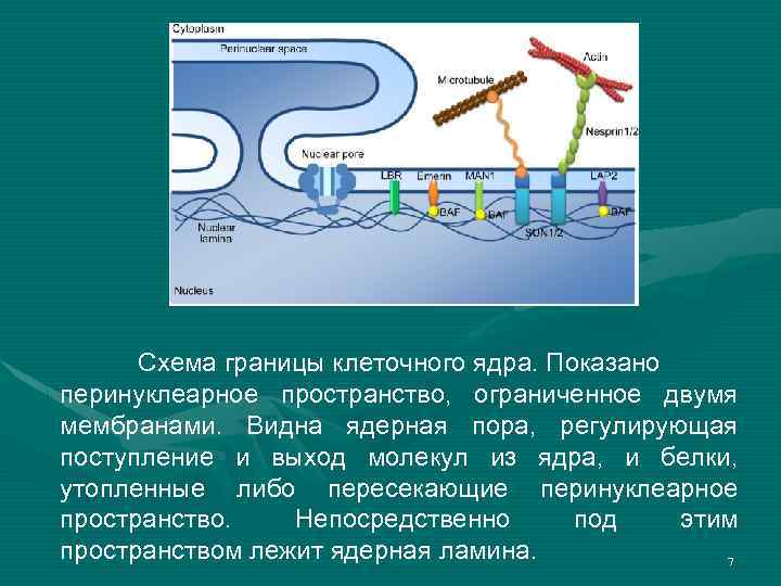 Схема границы клеточного ядра. Показано перинуклеарное пространство, ограниченное двумя мембранами. Видна ядерная пора, регулирующая