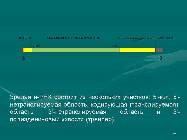Зрелая и-РНК состоит из нескольких участков: 5'-кэп, 5'нетранслируемая область, кодирующая (транслируемая) область, 3'-нетранслируемая область