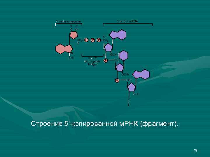 Строение 5'-кэпированной м. РНК (фрагмент). 78 