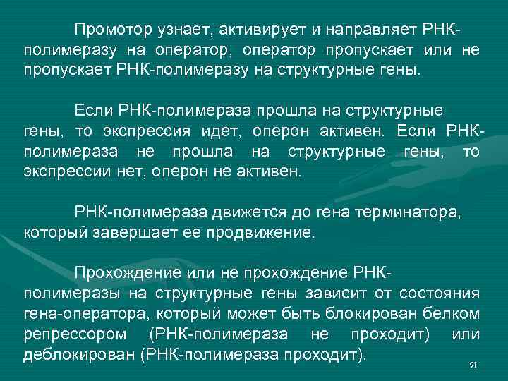 Промотор узнает, активирует и направляет РНКполимеразу на оператор, оператор пропускает или не пропускает РНК-полимеразу