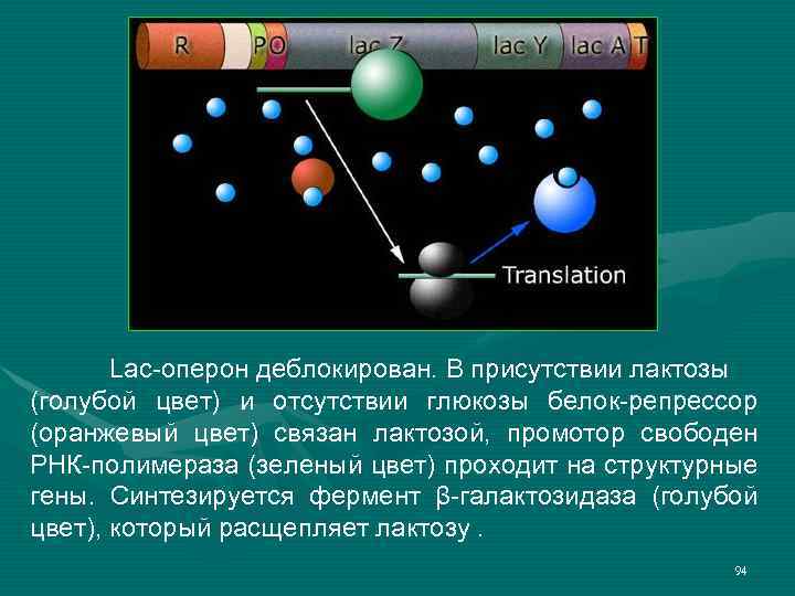 Lac-оперон деблокирован. В присутствии лактозы (голубой цвет) и отсутствии глюкозы белок-репрессор (оранжевый цвет) связан