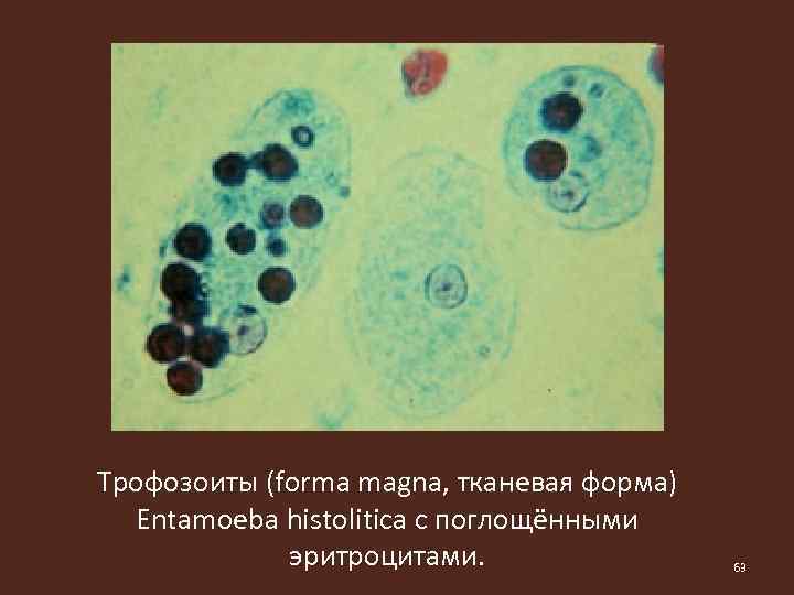 Форма магна