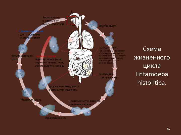 Схемы жизненного цикла простейших