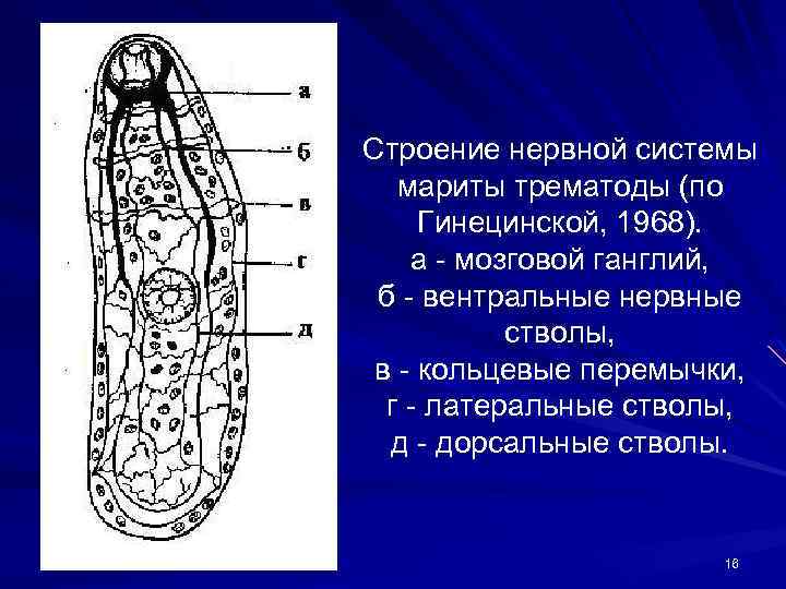 Строение нервной системы мариты трематоды (по Гинецинской, 1968). а - мозговой ганглий, б -