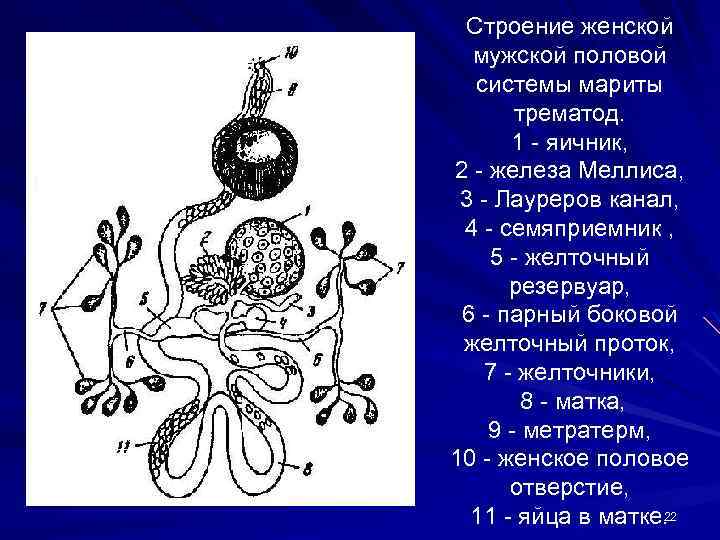 Строение женской мужской половой системы мариты трематод. 1 - яичник, 2 - железа Меллиса,