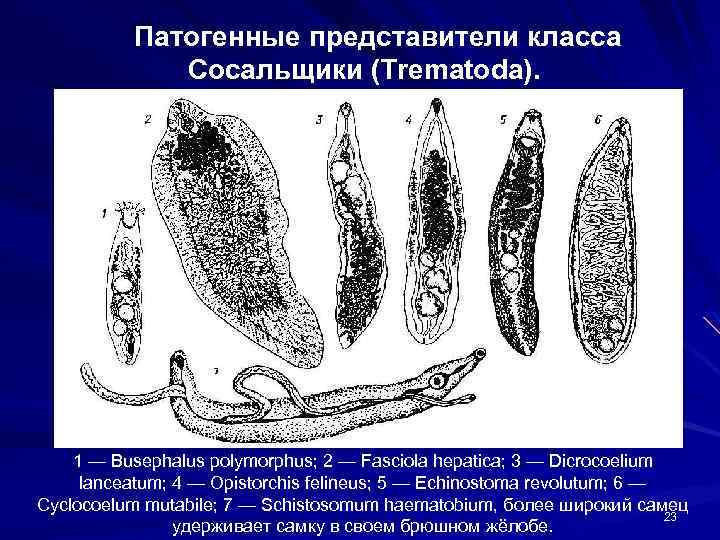 Патогенные представители класса Сосальщики (Trematoda). 1 — Busephalus polymorphus; 2 — Fasciola hepatica; 3