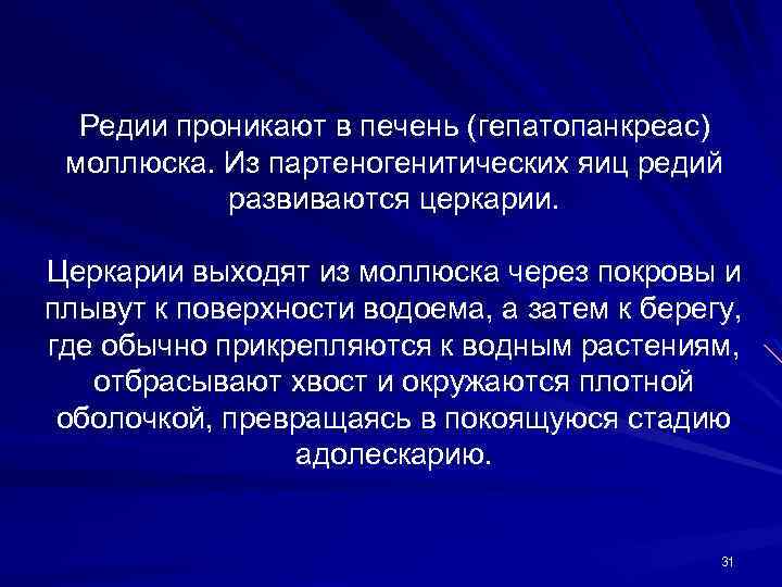 Редии проникают в печень (гепатопанкреас) моллюска. Из партеногенитических яиц редий развиваются церкарии. Церкарии выходят