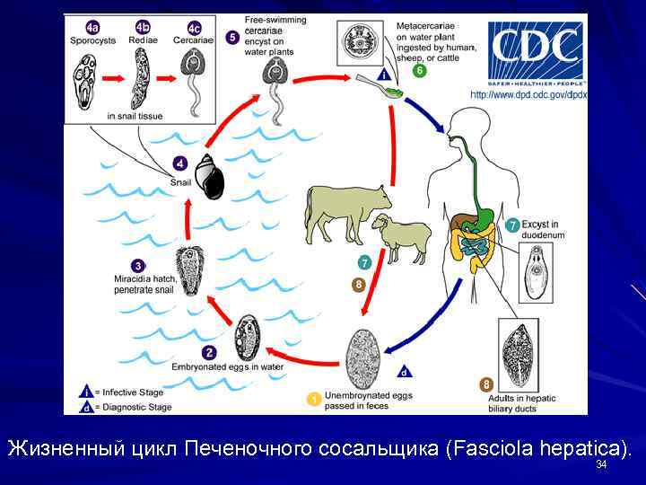 Жизненный цикл Печеночного сосальщика (Fasciola hepatica). 34 