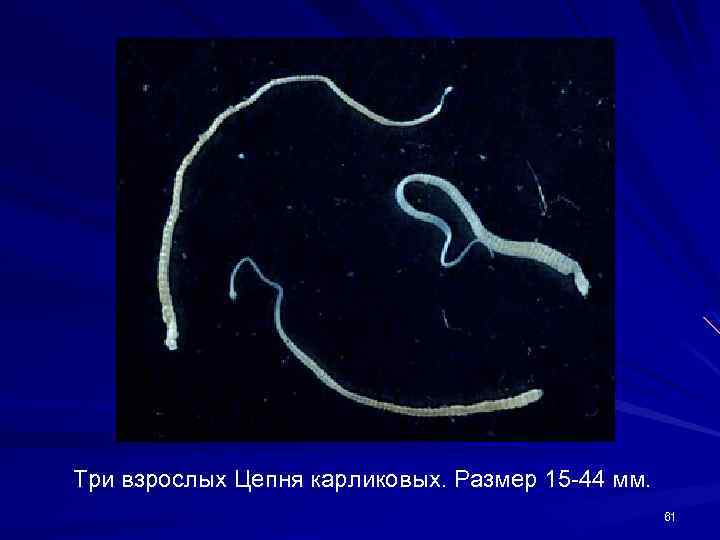 Карликовый цепень строение. Hymenolepis Nana – карликовый цепень-гименолепидоз. Карликовый и крысиный цепень. Карликовый цепень, возбудитель гименолепидоза. Крысиный цепень Hymenolepis diminuta.