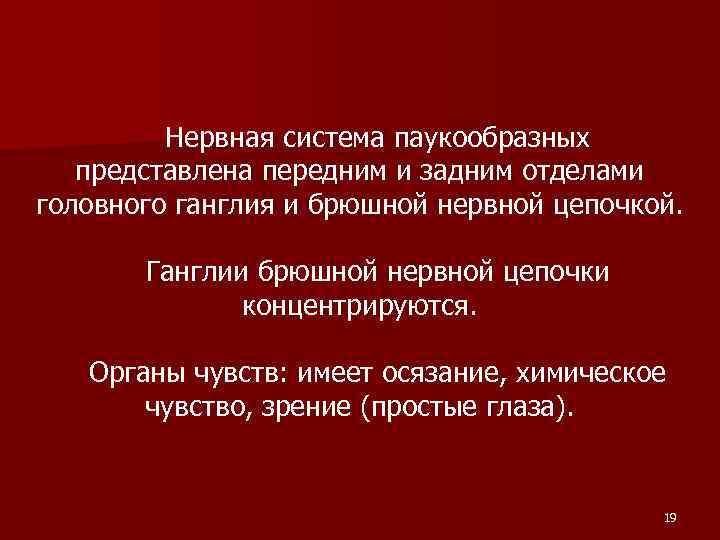 Нервная система паукообразных представлена передним и задним отделами головного ганглия и брюшной нервной цепочкой.