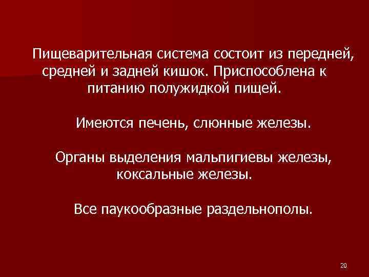 Пищеварительная система состоит из передней, средней и задней кишок. Приспособлена к питанию полужидкой пищей.