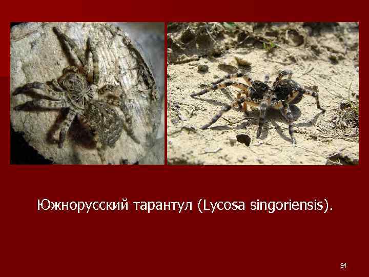 Южнорусский тарантул (Lycosa singoriensis). 34 