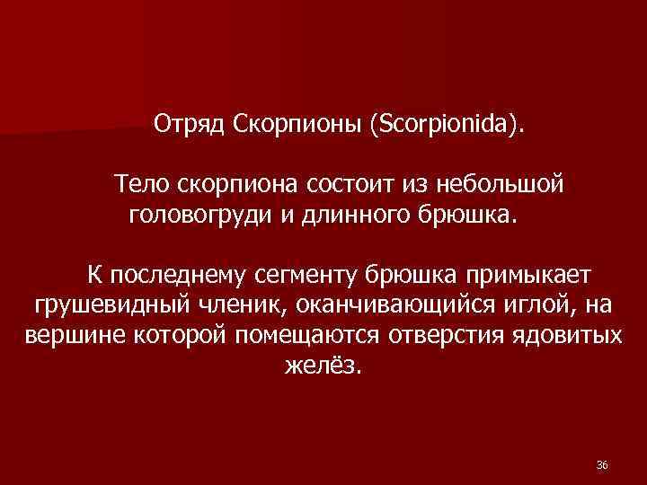 Отряд Скорпионы (Scorpionida). Тело скорпиона состоит из небольшой головогруди и длинного брюшка. К последнему