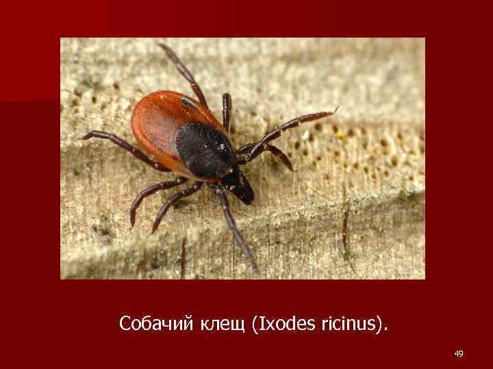 Собачий клещ (Ixodes ricinus). 49 